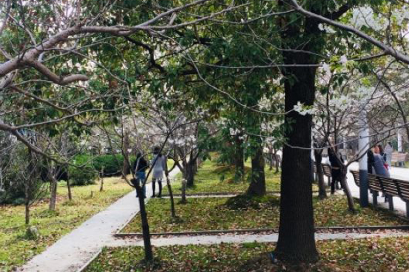 Zhangjiang Art Park 